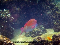 Koh Tao (164).JPG