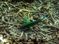 Koh Tao (194).JPG