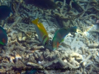 Koh Tao (200).JPG