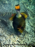 Koh Tao (205).JPG
