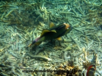 Koh Tao (208).JPG