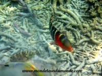 Koh Tao (209).JPG