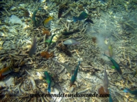 Koh Tao (210).JPG