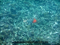 Koh Tao (56).JPG