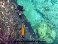 Koh Tao (68).JPG