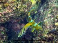 Koh Tao (69).JPG