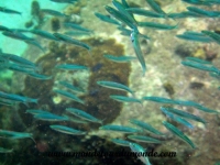 Koh Tao (72).JPG