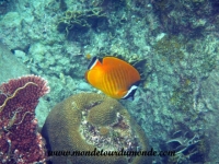 Koh Tao (78).JPG