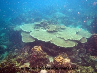 Koh Tao (82).JPG