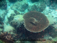 Koh Tao (90).JPG