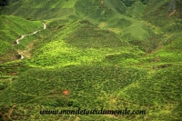 Cameron Highlands (16).JPG