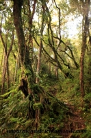 Cameron Highlands (2).JPG
