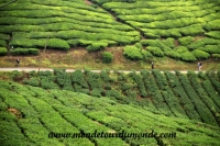 Cameron Highlands (21).JPG