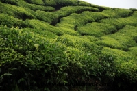 Cameron Highlands (28).JPG