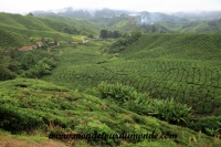 Cameron Highlands (29).JPG