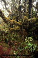 Cameron Highlands (43).JPG