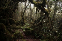 Cameron Highlands (54).JPG