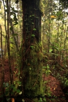 Cameron Highlands (60).JPG
