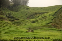 Cameron Highlands (62).JPG