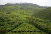 Cameron Highlands (63).JPG