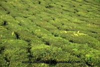 Cameron Highlands (66).JPG