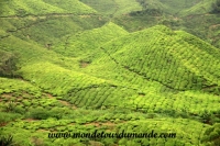 Cameron Highlands (67).JPG