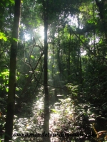 Taman Negara (18).JPG