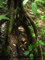 Taman Negara (19).JPG