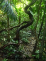 Taman Negara (22).JPG