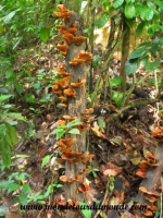 Taman Negara (43).JPG