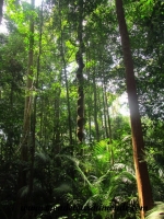 Taman Negara (50).JPG
