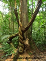 Taman Negara (7).JPG