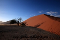 Désert de Namib (101).JPG