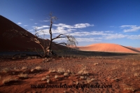 Désert de Namib (107).JPG