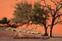 Désert de Namib (111).JPG