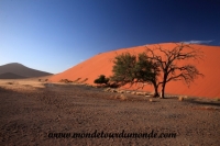 Désert de Namib (112).JPG