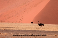 Désert de Namib (149).JPG