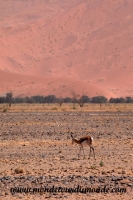 Désert de Namib (156).JPG