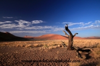 Désert de Namib (106).JPG