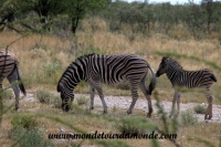 Etosha (1).JPG