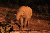 Etosha (126).JPG