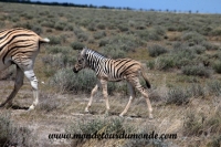 Etosha (13).JPG