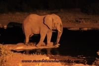 Etosha (130).JPG