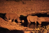 Etosha (142).JPG