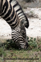 Etosha (15).JPG