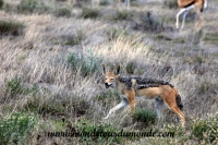Etosha (20).JPG