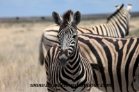 Etosha (26).JPG