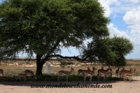 Etosha (30).JPG