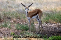 Etosha (31).JPG