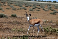 Etosha (4).JPG